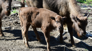 V olomoucké zoologické zahradě odchovali dalšího zubra