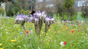 U olomoucké přírodovědy vznikl hmyzí hotel