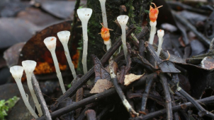 Olomoučtí vědci objevili nejmenší hvězdnatku na světě