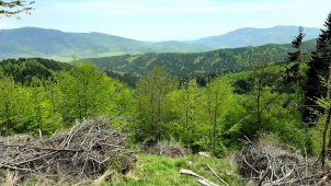 Hejmanství jednalo se starosty a Lesy ČR o rušení lesních správ