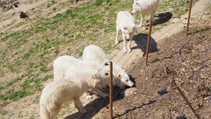 Olomoucká zoo otevřela venkovní expozice