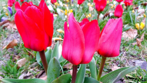 Záhony cibulovin přivítaly v Olomouci jaro