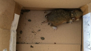 Křeček terorizoval zahradníky