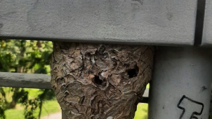 Strážníci odstraňovali vosí hnízdo z lávky mezi parky