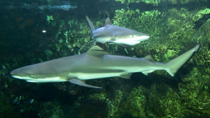 Olomoucká zoo má nového žraloka