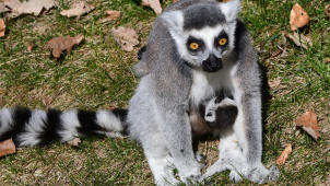 U lemurů v olomoucké zoo se radují z nového přírůstku