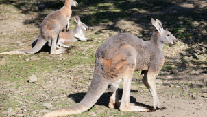 Skupina klokanů nejpočetnější v republice