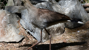 Poslední žijící hrůzopták se představuje návštěvníkům