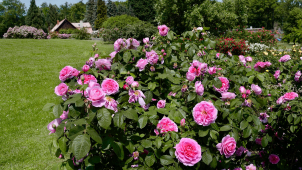 Festival Vyznání růžím přinese bohatý program i oslavy výročí olomouckého rozária