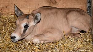 Podceňovaný oryx Malkin se nakonec postaral o všechny samice
