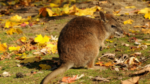Mládě klokana parmy čeká po narození naprosto unikátní povinnost