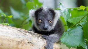 Teprve druhé letošní mládě vari se narodilo v Olomouci