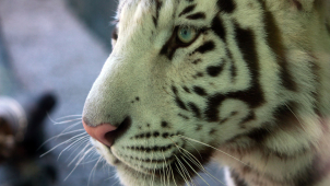 České zoo podpořily odebrání tygra zápasníku Vémolovi