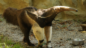 Zemřel Sylvin, zakladatel dynastie mravenečníků v olomoucké zoo