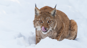 Vstup do zoo od března podraží, ruší se roční permanentky