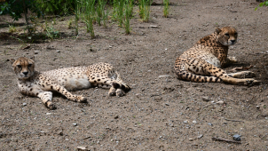 Gepardí nevěsty dorazily z varšavské zoo