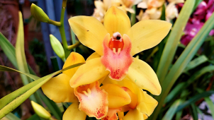 Nejkrásnější orchideje světa změnily skleník v tropický ráj