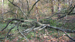 Spousta práce s odklízením následků pondělní bouře