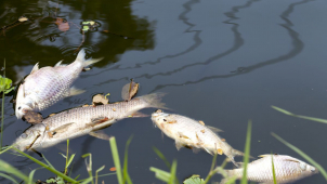 Úhyn ryb v řece Moravě, případ řeší inspektoři i magistrát