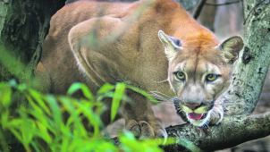 Kam míří puma? Minulý týden byla u Kroměříže