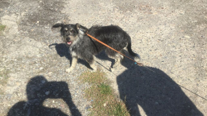 Olomoučtí strážnici předali letos do útulku už 239 zvířat