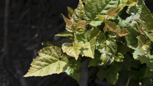 Chcete přispět na dobrou věc? Běžte zasadit strom!