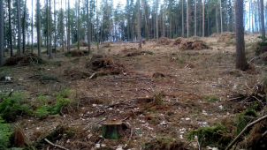 Ministerstvo životního prostředí zrušilo povolení kácet