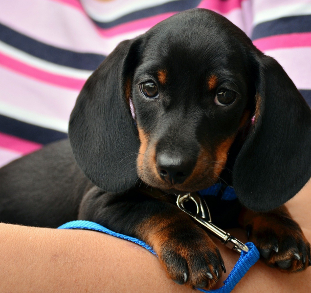 O olomoucké psy se bude starat útulek z Čech pod Kosířem