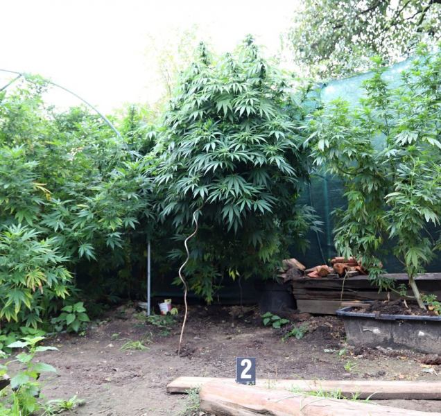 Policisté na Šumpersku sklidili úrodu marihuany