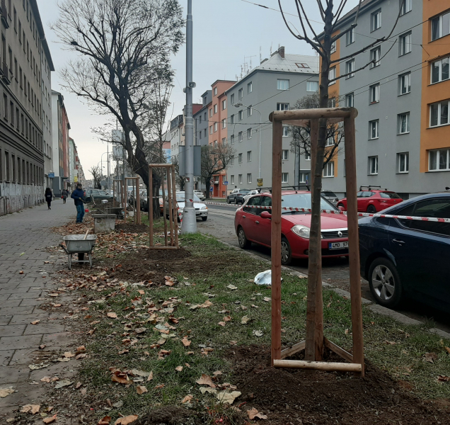 Akáty už zdobí Masarykovu třídu