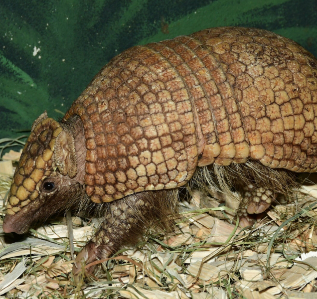 Do olomoucké zoo dorazil pásovec, je v karanténě