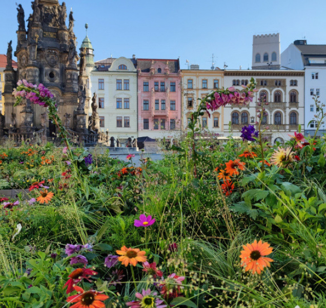 Centrum Olomouce vyzdobily květiny