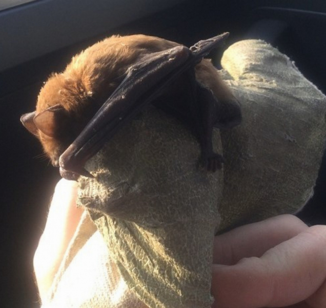 Strážníci mají i letos plné ruce práce s odchytem zvířat