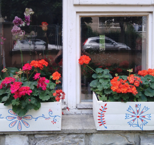 Olomouc zná vítěze o nejkrásnější květinovou výzdobu