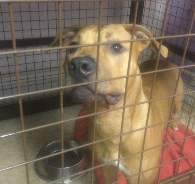 O známého útěkáře se postarali strážníci