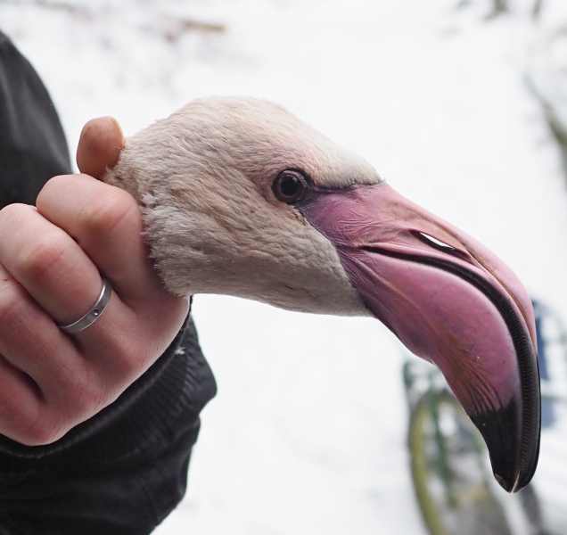 Pracovníci zoo počítali a kroužkovali plameňáky