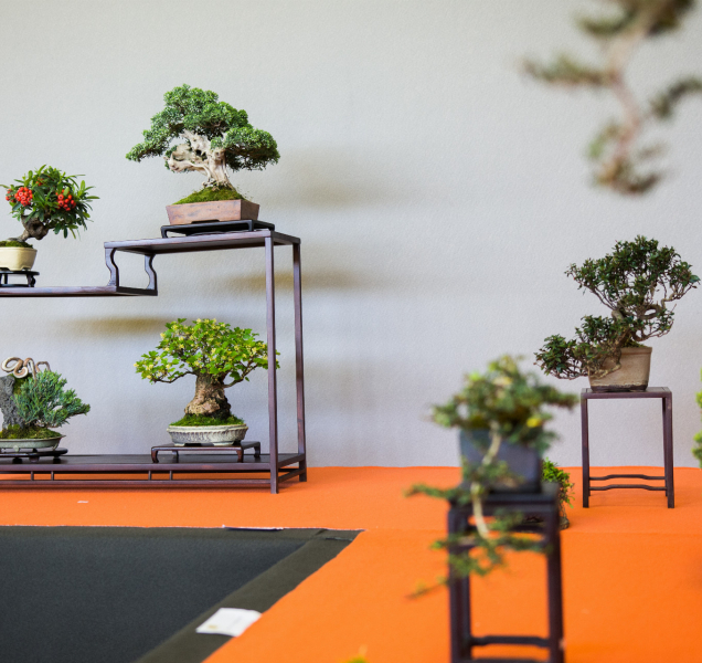 Na výstavě Flora Olomouc bude jedinečná sbírka bonsají