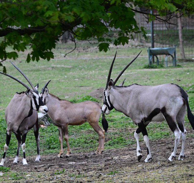 Vypuštění oryxů, po zimě už jsou venku