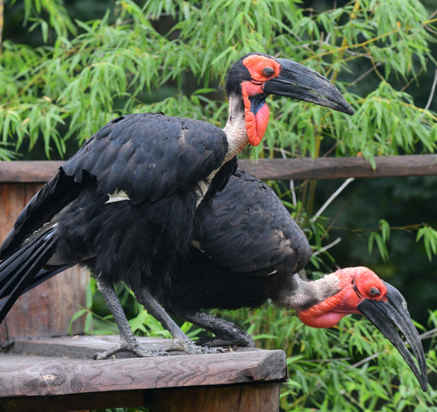 Návrat kaferáků na savanu v olomoucké zoo