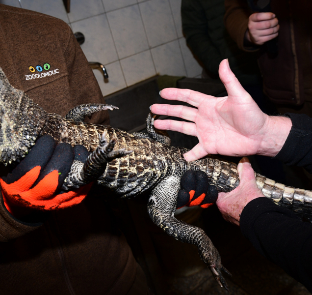 Slavný zoolog zjistil překvapivě, že všechna mláďata jsou samci