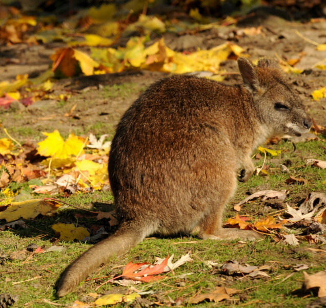 Mládě klokana parmy čeká po narození naprosto unikátní povinnost