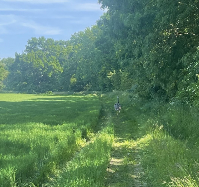 U Chomoutova si užíval svobodu velký pták nandu pampový