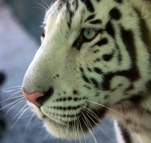 České zoo podpořily odebrání tygra zápasníku Vémolovi