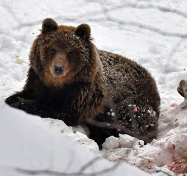 V Beskydech je medvěd. Lesníci jej chtějí přemístit, ale někam zmizel. Dejte pozor i v Jeseníkách!