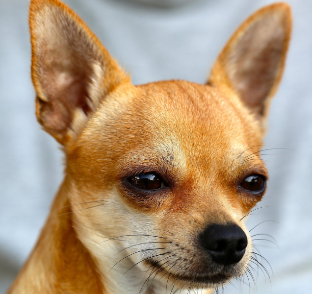 Nejmenší pes na světě způsobil hromadnou nehodu