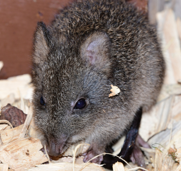 Prapředci klokanů vyvedli v olomoucké zoo mládě
