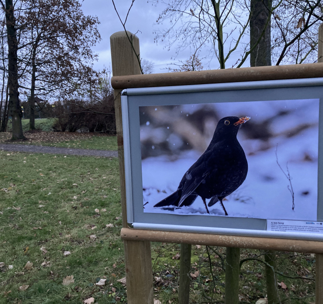 Ve velkobystřickém parku vás čeká výstava ptáků