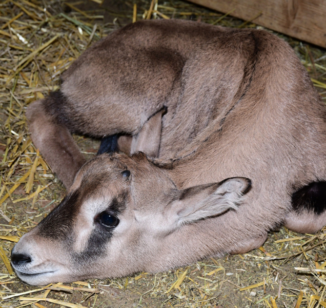 Posledním loňským přírůstkem v zoo je antilopa oryx