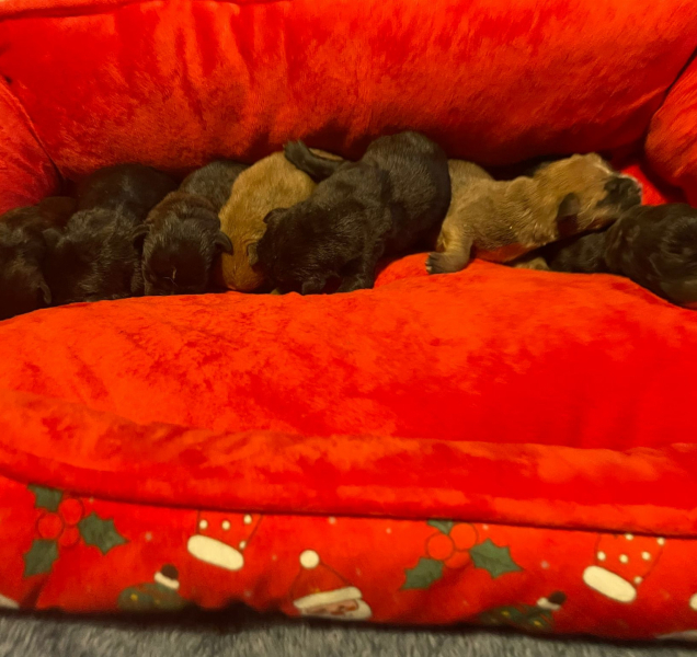 Nepřežili. Sedm malých tvorů doplatilo na cynismus majitele