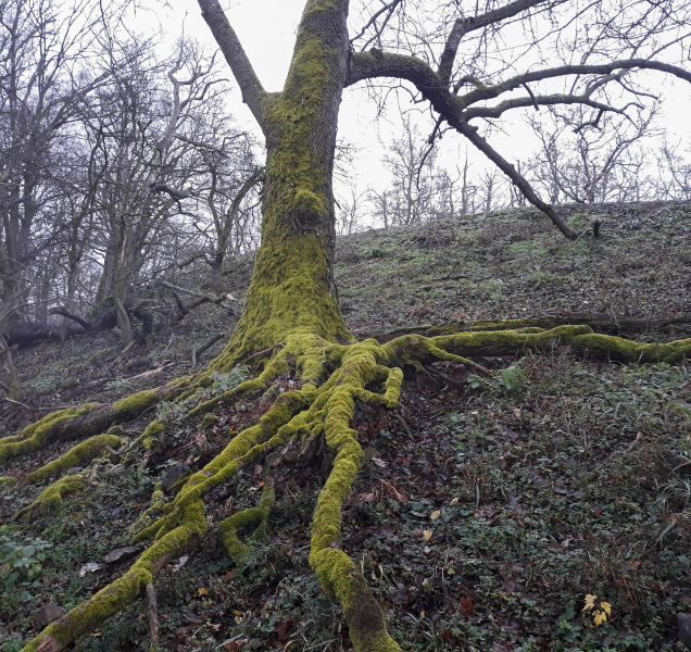 Biotopové stromy lesníci nekácejí. Zůstávají navždy